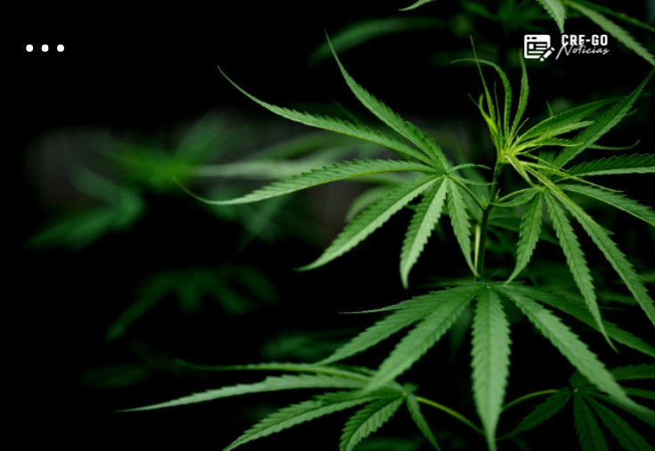 CRF-GO | Anvisa propõe venda de cannabis medicinal em farmácia de manipulação