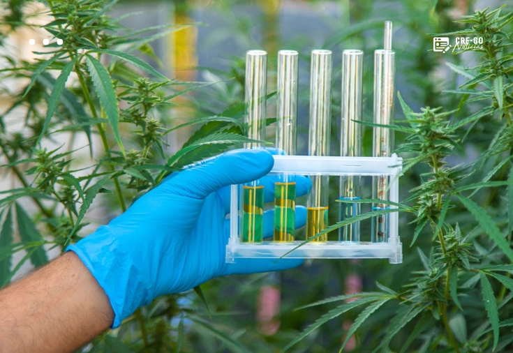 CRF-GO | Anvisa aprova regras que regulamentam produção de cannabis para uso medicinal no Brasil