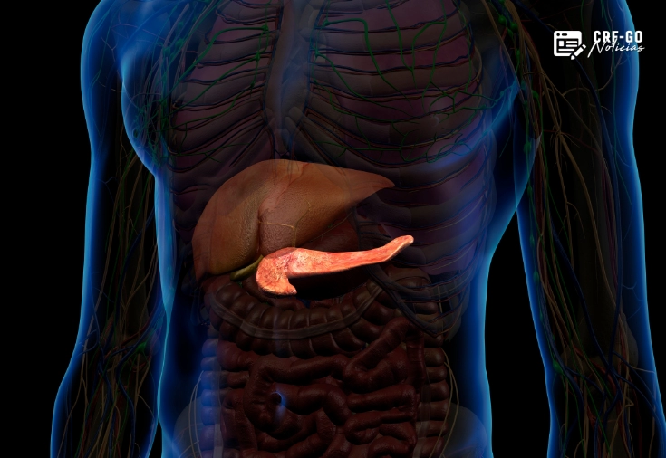 CRF-GO | Cientistas usam combinação tripla de medicamentos e eliminam câncer de pâncreas em testes com animais