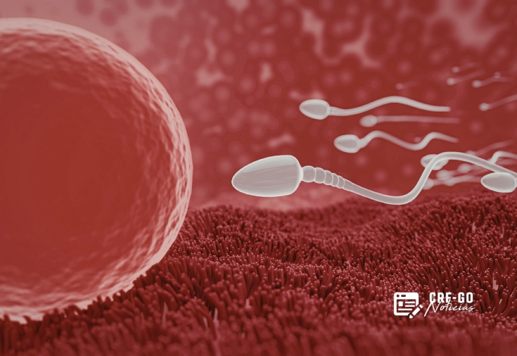CRF-GO | Anticoncepcional masculino sem hormônios avança em testes e pode chegar ao mercado até 2028